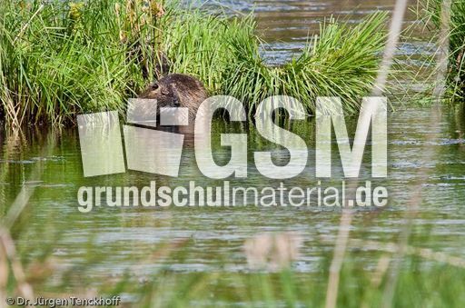 Nutria (22 von 25).jpg